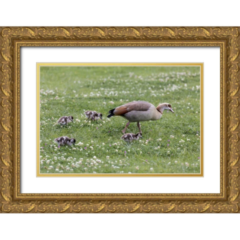 South Cape Town Mother goose with goslings Gold Ornate Wood Framed Art Print with Double Matting by Lord, Fred