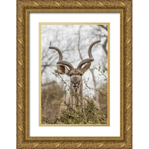 Africa, South Africa Adult greater kudu Gold Ornate Wood Framed Art Print with Double Matting by Lord, Fred