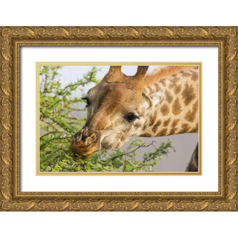 South Africa Giraffe feeding on acacia leaves Gold Ornate Wood Framed Art Print with Double Matting by Lord, Fred