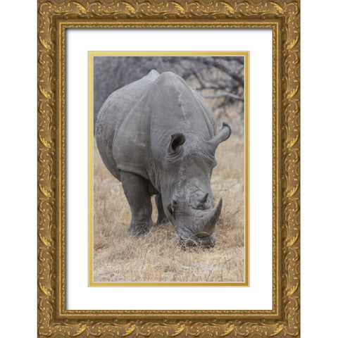 Africa, South Africa Rhinoceros grazing Gold Ornate Wood Framed Art Print with Double Matting by Lord, Fred