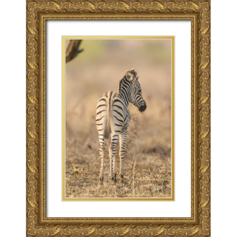 Africa, South Africa Rear of baby zebra Gold Ornate Wood Framed Art Print with Double Matting by Lord, Fred