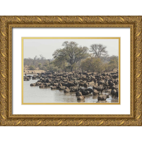 South Africa, Cape buffalo herd at water hole Gold Ornate Wood Framed Art Print with Double Matting by Lord, Fred