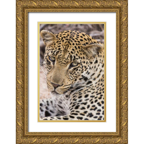 South Ngala Private Game Reserve Young leopard Gold Ornate Wood Framed Art Print with Double Matting by Lord, Fred