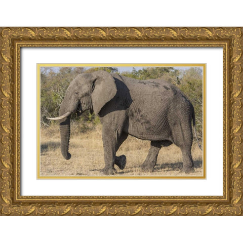 South Africa, Side view of male elephant Gold Ornate Wood Framed Art Print with Double Matting by Lord, Fred