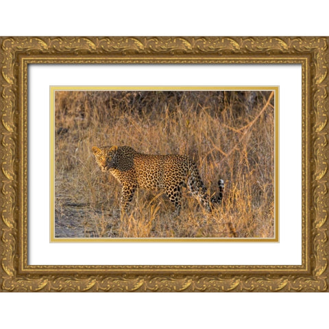 South Africa, Wary leopard in grass Gold Ornate Wood Framed Art Print with Double Matting by Lord, Fred