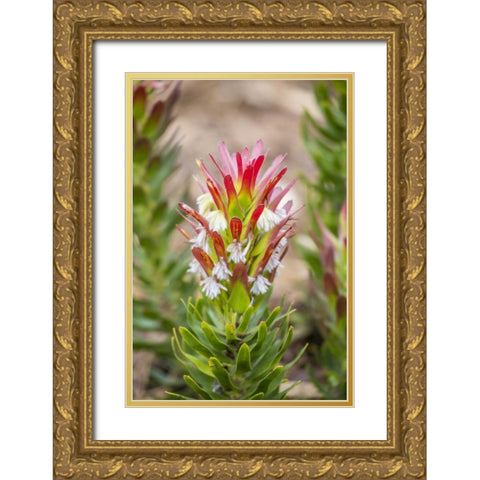 Africa, South Africa, Cape Town Protea flower Gold Ornate Wood Framed Art Print with Double Matting by Lord, Fred