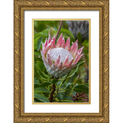 South Cape Town King protea flower Gold Ornate Wood Framed Art Print with Double Matting by Lord, Fred