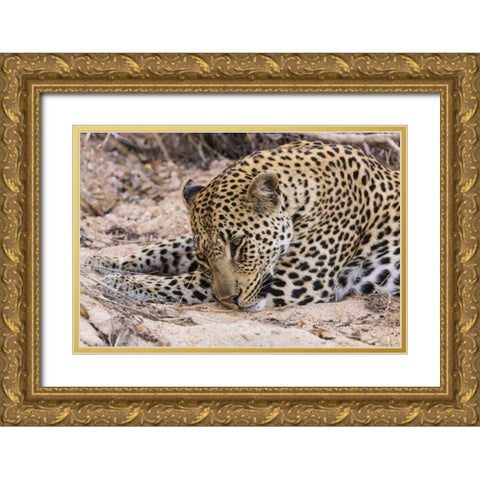 South Ngala Private Game Reserve Young leopard Gold Ornate Wood Framed Art Print with Double Matting by Lord, Fred