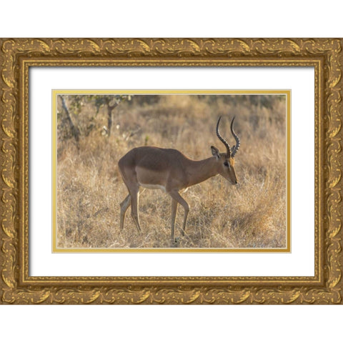 South Ngala Private Game Reserve Impala in brush Gold Ornate Wood Framed Art Print with Double Matting by Lord, Fred