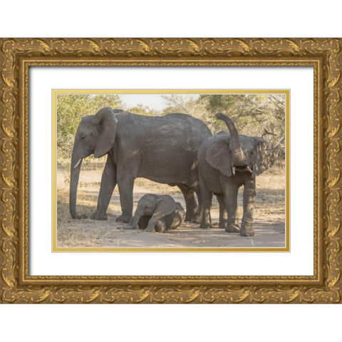 South Africa, Elephants in shade Gold Ornate Wood Framed Art Print with Double Matting by Lord, Fred