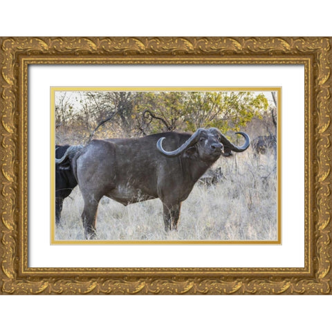 South Africa, Side view of Cape buffalo Gold Ornate Wood Framed Art Print with Double Matting by Lord, Fred