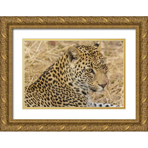 South Ngala Private Game Reserve Adult leopard Gold Ornate Wood Framed Art Print with Double Matting by Lord, Fred