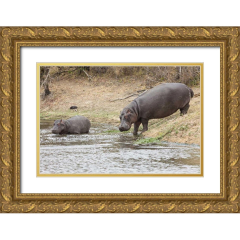 South Africa Adult and juvenile hippopotamus Gold Ornate Wood Framed Art Print with Double Matting by Lord, Fred