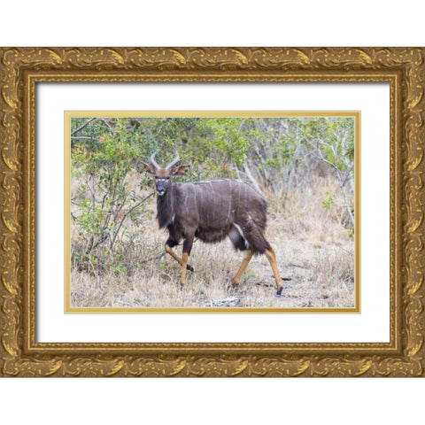 Africa, South Africa Greater kudu antelope Gold Ornate Wood Framed Art Print with Double Matting by Lord, Fred