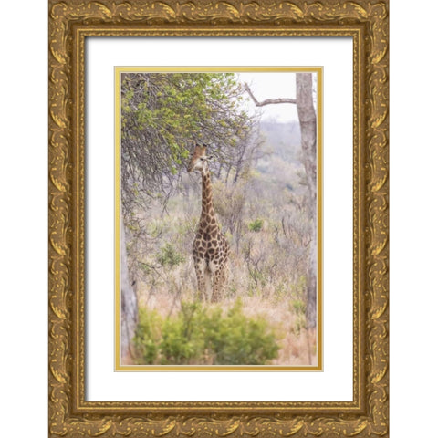 Africa, South Africa Giraffe stands under tree Gold Ornate Wood Framed Art Print with Double Matting by Lord, Fred