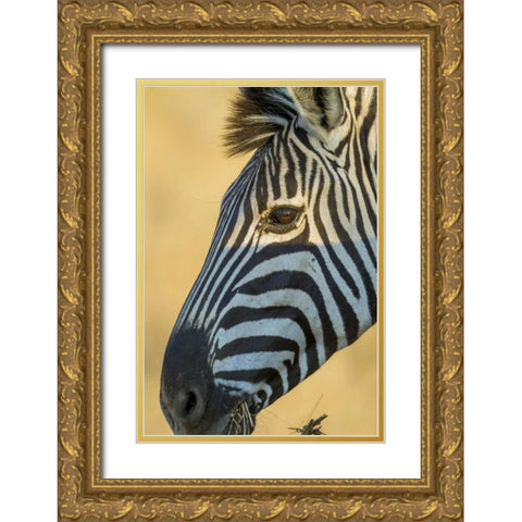 Africa, South Africa Profile of zebra Gold Ornate Wood Framed Art Print with Double Matting by Lord, Fred