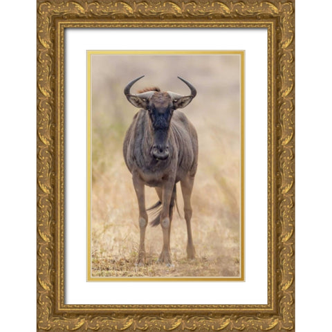 Africa, South Africa Frontal view of gnu Gold Ornate Wood Framed Art Print with Double Matting by Lord, Fred