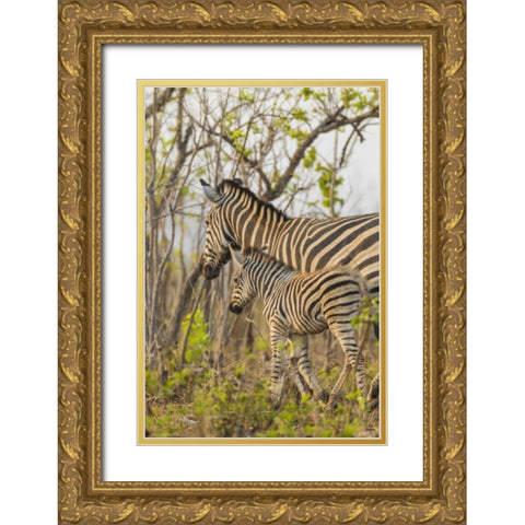Africa, South Africa Mother and juvenile zebras Gold Ornate Wood Framed Art Print with Double Matting by Lord, Fred