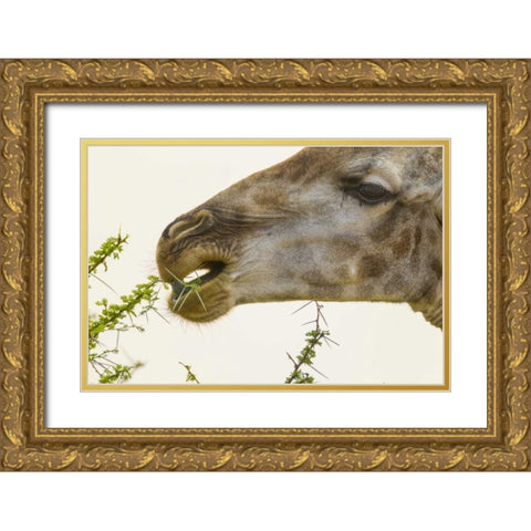 South Africa Giraffe feeding on acacia leaves Gold Ornate Wood Framed Art Print with Double Matting by Lord, Fred