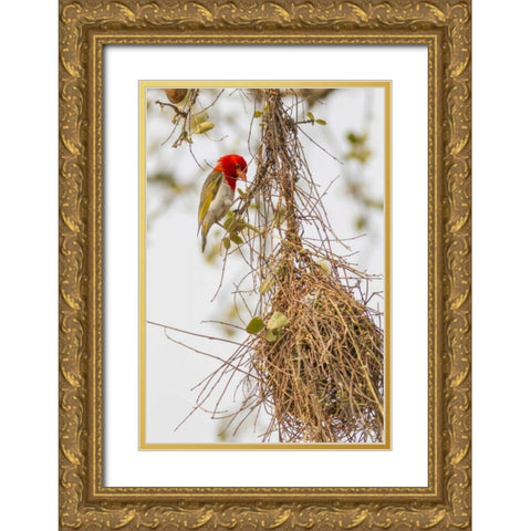 South Africa Male red-headed weaver on nest Gold Ornate Wood Framed Art Print with Double Matting by Lord, Fred