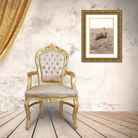 South Africa Female ostrich in mating display Gold Ornate Wood Framed Art Print with Double Matting by Lord, Fred