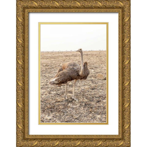 South Africa Female ostrich in mating display Gold Ornate Wood Framed Art Print with Double Matting by Lord, Fred