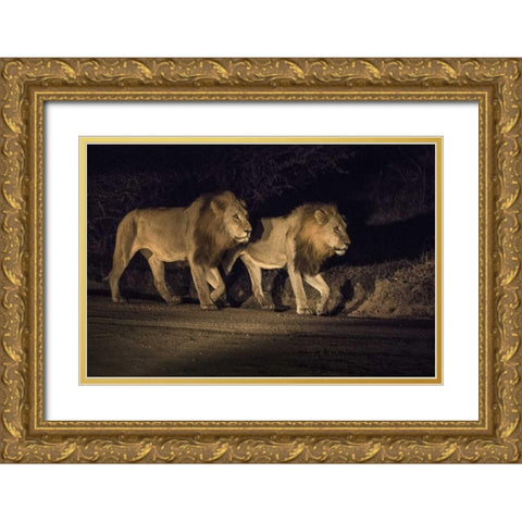 South Africa, Two male lions walking at night Gold Ornate Wood Framed Art Print with Double Matting by Zuckerman, Jim