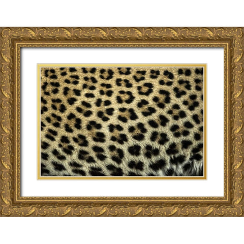 South Africa Close up of Leopard spots Gold Ornate Wood Framed Art Print with Double Matting by Zuckerman, Jim