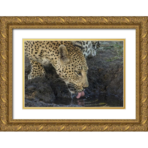 South Africa, Leopard drinking from a waterhole Gold Ornate Wood Framed Art Print with Double Matting by Zuckerman, Jim