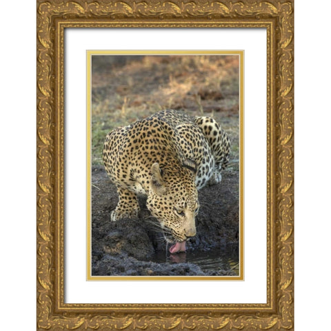 South Africa, Leopard drinking from a waterhole Gold Ornate Wood Framed Art Print with Double Matting by Zuckerman, Jim