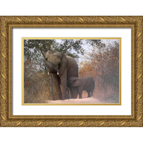 South Africa, Nursing baby elephant Gold Ornate Wood Framed Art Print with Double Matting by Zuckerman, Jim