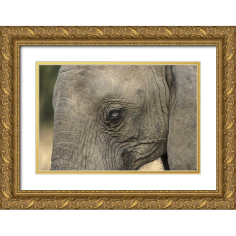 South Africa, Very rare blue-eyed elephant Gold Ornate Wood Framed Art Print with Double Matting by Zuckerman, Jim