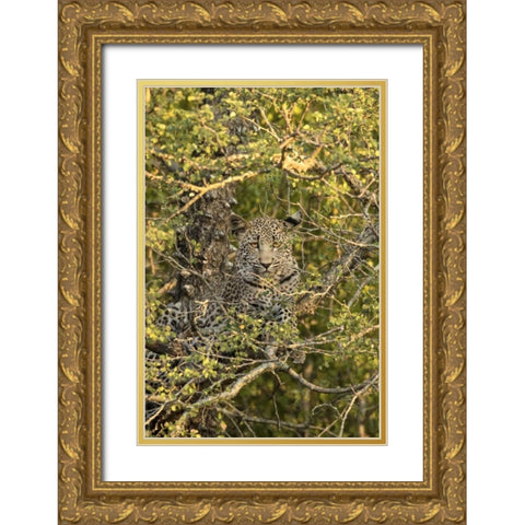 South Africa, Leopard cub hiding from hyenas Gold Ornate Wood Framed Art Print with Double Matting by Zuckerman, Jim