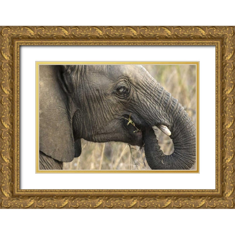 South Africa, Very rare blue-eyed elephant Gold Ornate Wood Framed Art Print with Double Matting by Zuckerman, Jim