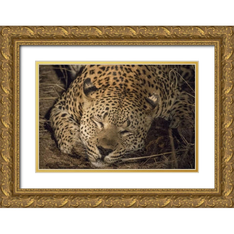 South Africa, Leopard sleeping at night Gold Ornate Wood Framed Art Print with Double Matting by Zuckerman, Jim