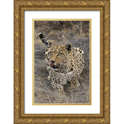 South Africa, Crouching leopard Gold Ornate Wood Framed Art Print with Double Matting by Zuckerman, Jim