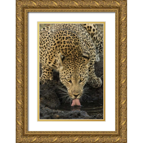 South Kruger NP Leopard drinking at waterhole Gold Ornate Wood Framed Art Print with Double Matting by Zuckerman, Jim