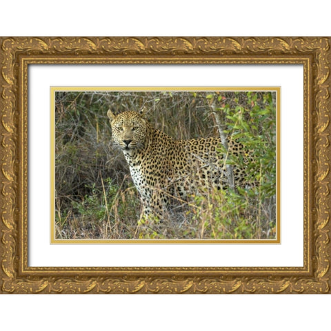 South Sabi Sabi Private Game Reserve Gold Ornate Wood Framed Art Print with Double Matting by Zuckerman, Jim