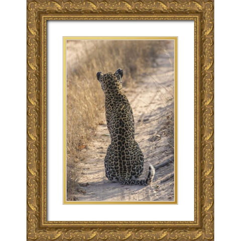 South Africa, Back of leopard sitting in road Gold Ornate Wood Framed Art Print with Double Matting by Zuckerman, Jim