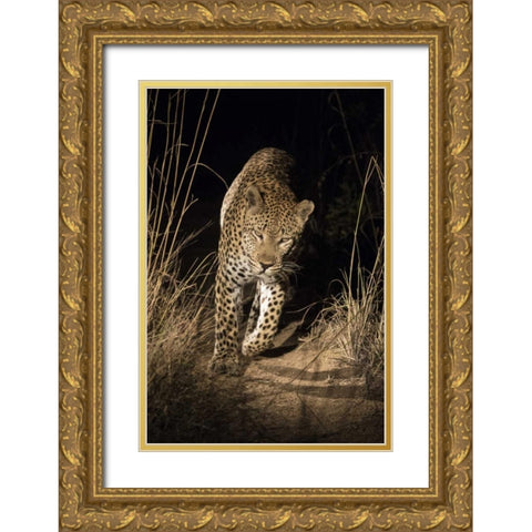 South Africa, Leopard walking trail at night Gold Ornate Wood Framed Art Print with Double Matting by Zuckerman, Jim