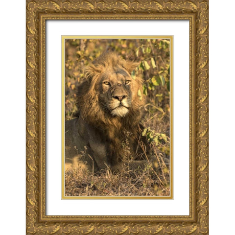 South Africa, Male lion resting Gold Ornate Wood Framed Art Print with Double Matting by Zuckerman, Jim