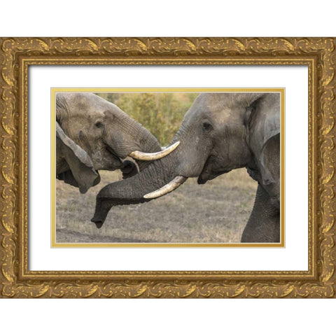 South Africa, Sparring elephants Gold Ornate Wood Framed Art Print with Double Matting by Zuckerman, Jim
