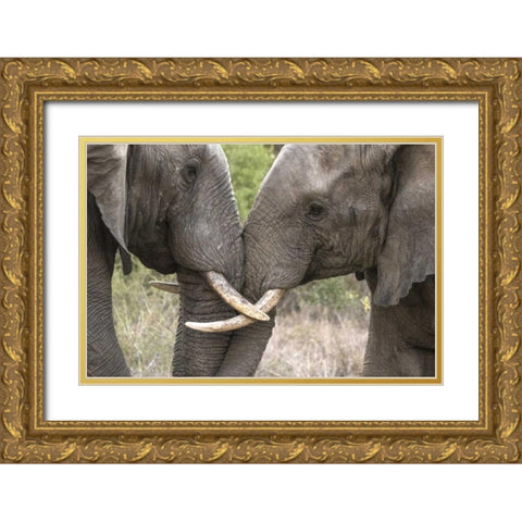 South Africa, Sparring elephants Gold Ornate Wood Framed Art Print with Double Matting by Zuckerman, Jim