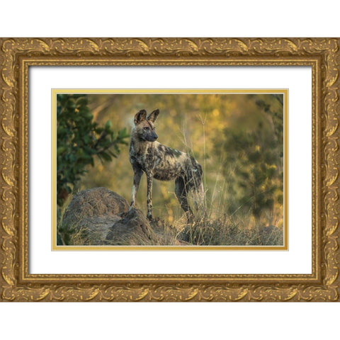 South Africa-Sabi Sabi Private Reserve Wild dog at sunrise Gold Ornate Wood Framed Art Print with Double Matting by Jaynes Gallery