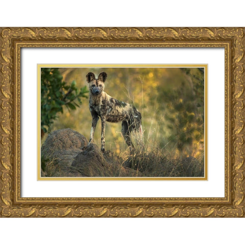 South Africa-Sabi Sabi Private Reserve Wild dog at sunrise Gold Ornate Wood Framed Art Print with Double Matting by Jaynes Gallery