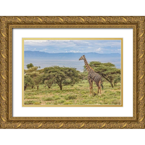 Masai Giraffe grazing on acacia tree-Ngorongoro Conservation Area-Tanzania-Arica Gold Ornate Wood Framed Art Print with Double Matting by Jones, Adam
