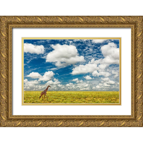 Masai Giraffe on open plains of Serengeti National Park-Tanzania-Africa-Giraffa Gold Ornate Wood Framed Art Print with Double Matting by Jones, Adam