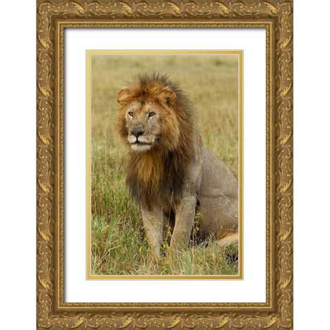 Adult black maned Lion-Panthera leo-Serengeti National Park-Tanzania-Africa Gold Ornate Wood Framed Art Print with Double Matting by Jones, Adam