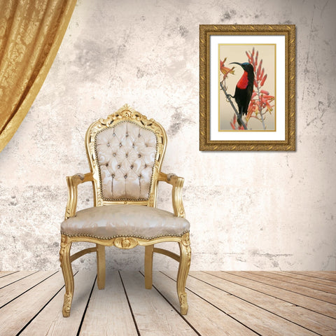 Tanzania, Ndutu Scarlet-breasted sunbird on limb Gold Ornate Wood Framed Art Print with Double Matting by Morris, Arthur