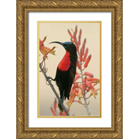 Tanzania, Ndutu Scarlet-breasted sunbird on limb Gold Ornate Wood Framed Art Print with Double Matting by Morris, Arthur